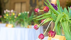 Na zámku v Buchlovicích bude k vidní na dva tisíce kvt tulipán (duben 2022)