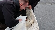 Ochránci ze Záchranné stanice živočichů v Plzni přestěhovali labutí pár z Plzně...