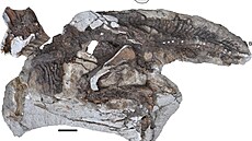 Unikátně dochovaná fosilie mláděte parasaurolofa (RAM 14000), objevená v roce...