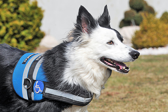 ilustra�ní snímek