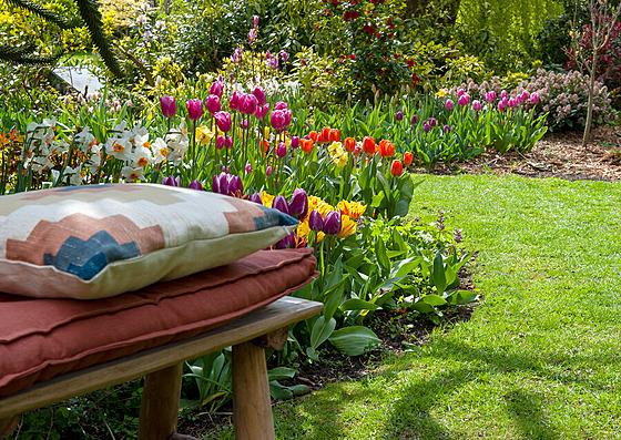 Tulipány vydrí v zahrad kvést i nkolik týdn. Pak mete kvty odíznout, zbytek nechte zatáhnout do zem, a má cibule sílu na kvetení v pítím roce.