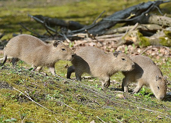 V děčínské zoologické zahradě se narodila trojčata kapybary vodní. Mají se čile...