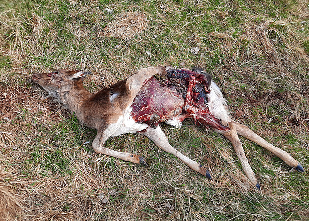 Vlci zabili polovinu daního stáda v Bernarticích na Trutnovsku. (22. dubna...