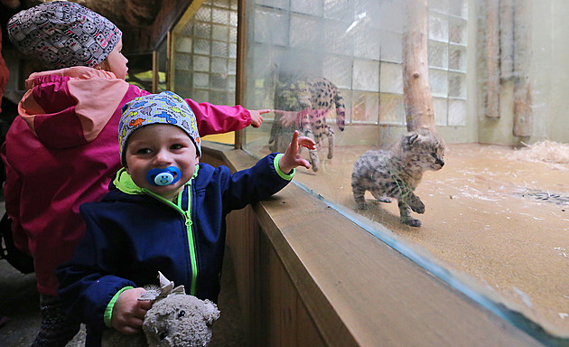 Dvojici servalích koťat mohou návštěvníci jihlavské zoologické zahrady při...