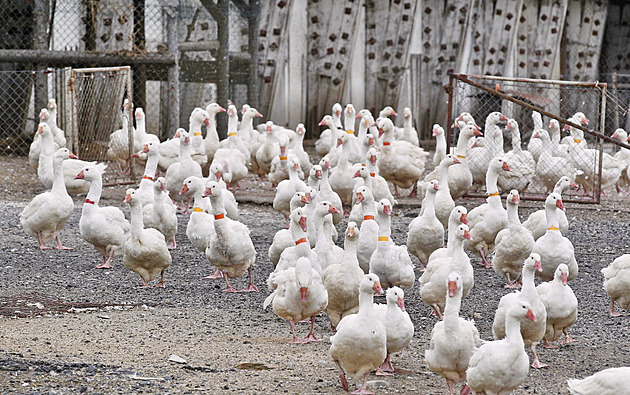 Ptačí chřipka na Havlíčkobrodsku udeřila v dalším chovu, letos už pojedenácté