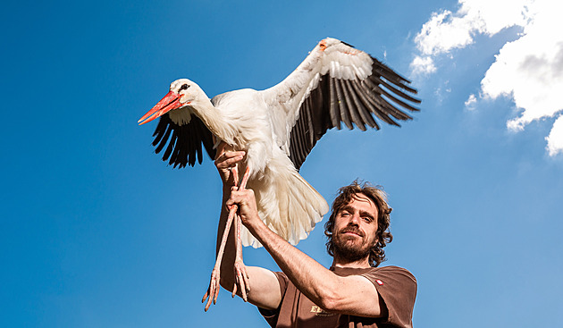 Ornitolog David íp z jaromské záchranné stanice Jaro.