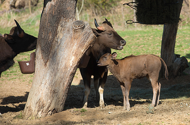 Ve zlínské zoo doplní páry velkých šelem, rozroste se také sloní stádo