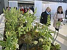Flora Olomouc 2022 se kon� od �tvrtku do ned�le v�dy od 9 do 18 hodin, v ned�li...