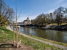 Místo vykácené lipové aleje sází Hradec Králové na nábeí nové stromky (duben...