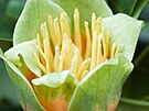 Liliovník tulipánokvtý také obvykle kvete v ervnu. Díve se objevoval spíe v...