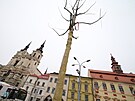P�ed radnic� na hlavn�m jihlavsk�m n�m�st� u� stoj� vzrostl� jerl�ny. Prozat�m...