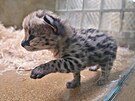 Dvojici servalch koat mohou nvtvnci jihlavsk zoologick zahrady pi...