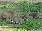 V dnsk zoologick zahrad se narodila trojata kapybary vodn. Maj se ile...