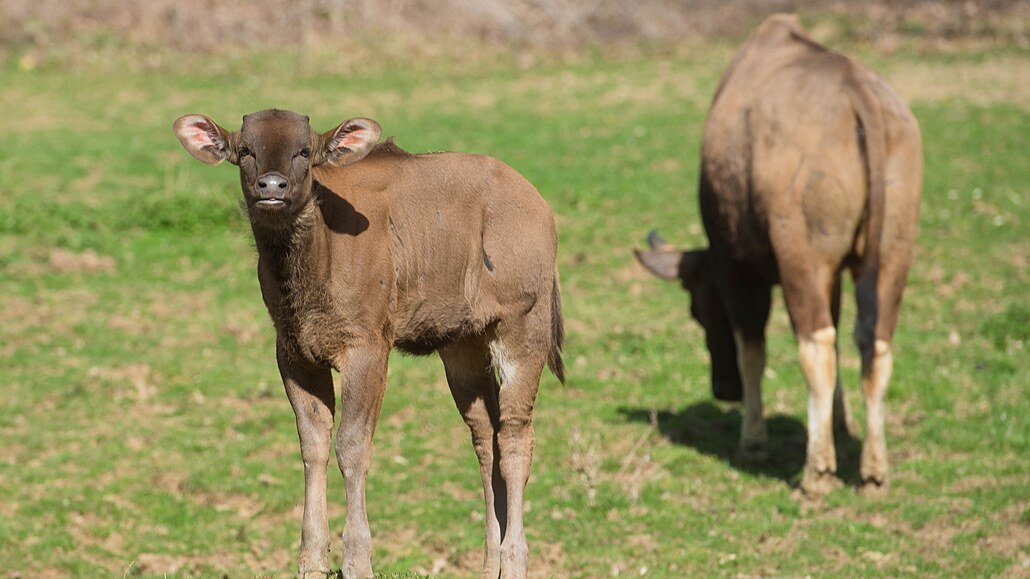Zlínské zoo se poda�ilo odchovat mlád� gaura inického, jde o nejv�t�í druh tura...