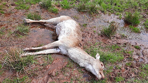 Vlci zabili polovinu danho stda v Bernarticch na Trutnovsku. (22. dubna 2022)