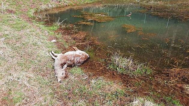 Vlci zabili polovinu danho stda v Bernarticch na Trutnovsku. (22. dubna 2022)