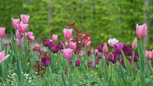 Jak si tulipny na zhonu namchte, je jen na vs. Jejich barevn kla je v podstat neomezen.