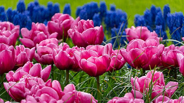 Barevn kombinace na rozkvetlm zhonu cibulovin jsou jen a jen na vs. Teba rov tulipny v kombinaci s modrmi modenci jsou opravdovou pastvou pro oko.