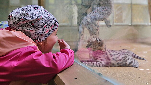Dvojici servalích koťat mohou návštěvníci jihlavské zoologické zahrady při troše štěstí vidět na vlastní oči ve vnitřní expozici. Chovatelé však návštěvníky prosí o ohleduplnost.