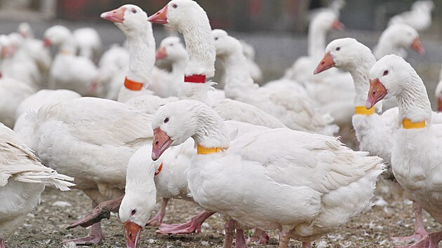 Chov hus u Nových Hradů museli veterináři naočkovat proti ptačí chřipce.