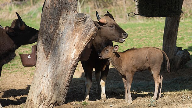 Zlnsk zoo se podailo odchovat mld gaura inickho, jde o nejvt druh tura na svt. (duben 2022)