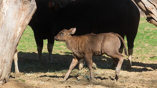 Zlnsk zoo se podailo odchovat mld gaura inickho, jde o nejvt druh tura na svt (duben 2022)