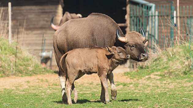 Zlnsk zoo se podailo odchovat mld gaura inickho, jde o nejvt druh tura na svt. (duben 2022)