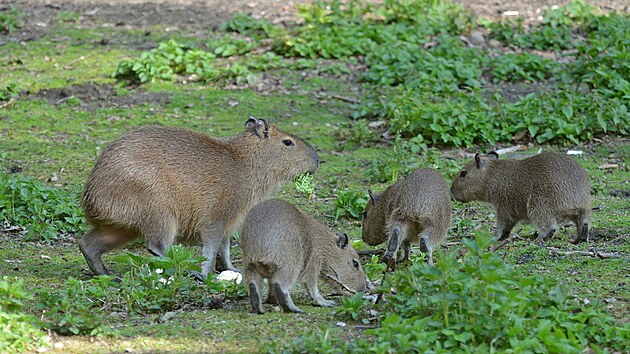 V děčínské zoologické zahradě se narodila trojčata kapybary vodní. Mají se čile k světu.