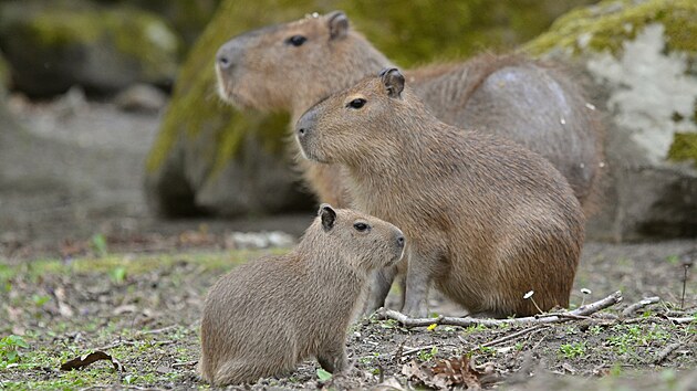 V děčínské zoologické zahradě se narodila trojčata kapybary vodní.