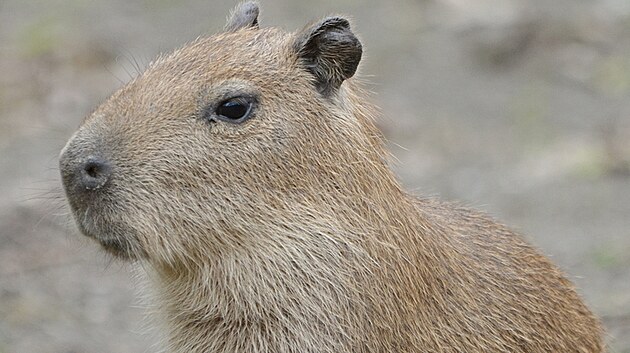 Kapybara vodn je nejvt ijc hlodavec na svt.