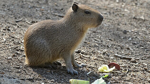 Kapybara vodní je největší žijící hlodavec na světě.