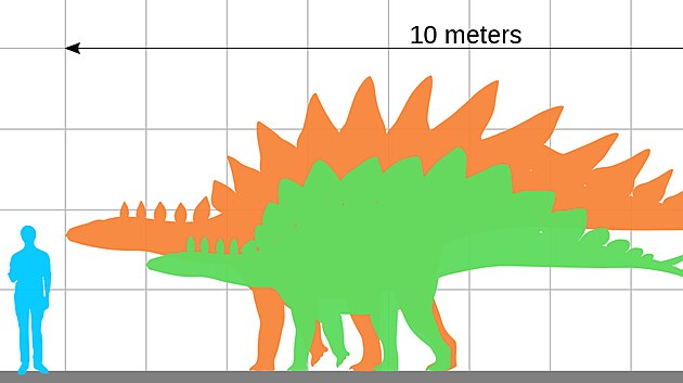 Stegosauři byli jedněmi z největších zástupců své vývojové skupiny. Největší známý druh Stegosaurus ungulatus patrně dosahoval délky přes 9 metrů a hmotnosti v rozmezí 5 až 7 tun. Tím dokonce mírně překonává velikost stegosaura ze snímku Karla Zemana.