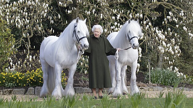Krlovna Albta II. a jej fellt pony Bybeck Nightingale a Bybeck Katie na smmku z bezna 2022 na ndvo hradu Windsor