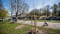 Místo vykácené lipové aleje sází Hradec Králové na nábeí nové stromky (duben...