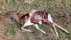 Vlci zabili polovinu daního stáda v Bernarticích na Trutnovsku. (22. dubna...
