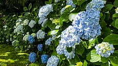 Hortenzie u� v �ervnu také rozkvétají. 