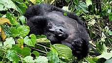 Gorila horsk, Bwindi Impenetrable National Park, Uganda 2022