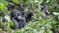 Gorila horsk, Bwindi Impenetrable National Park, Uganda 2022