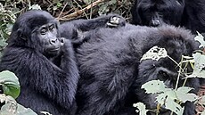 Gorila horsk, Bwindi Impenetrable National Park, Uganda 2022