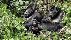 Gorily horsk, Uganda 2021