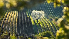 Kvetoucí tee mezi moravskými vinicemi