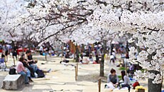 Takto si Japonci svj svátek Hanami uívají v Kjótu v parku Maruyama, který je...