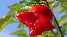 Chilli papriky mají píznivý vliv na sexuální apetenci stejn jako ostatní...