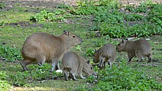 V dínské zoologické zahrad se narodila trojata kapybary vodní. Mají se ile...