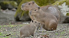 V dínské zoologické zahrad se narodila trojata kapybary vodní.