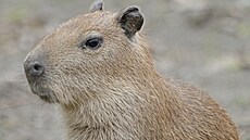 Kapybara vodní je nejvtí ijící hlodavec na svt.