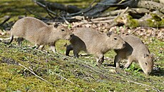 V d��ínské zoologické zahrad� se narodila troj�ata kapybary vodní. Mají se �ile...