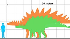 Stegosaui byli jednmi z nejvtích zástupc své vývojové skupiny. Nejvtí...
