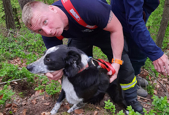 Psa zachránili hasii.