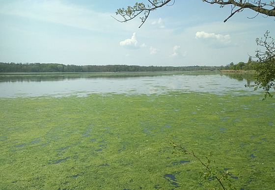 Zelené asy pokryly takka celou plochu rybníka u Apollonova chrámu v Lednici,...